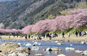 People enjoy cherry blossoms in Japan