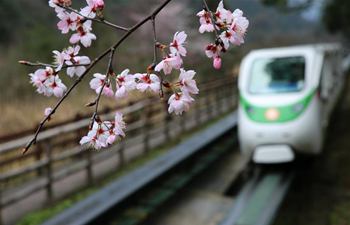 Blossom season witnessed in China