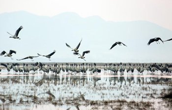 Migratory birds fly northbound after wintering in SW China