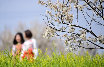 Cherry blossoms attract visitors in China's Shaanxi