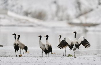 Black-necked cranes seen in snow in China's Tibet