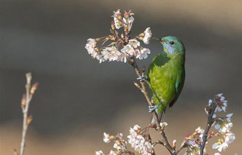 Birds rest on branches of flowers