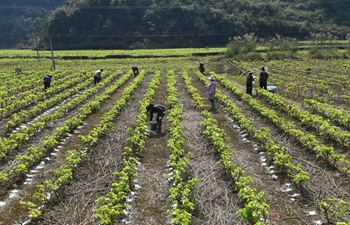 Farmers across China begin farming work