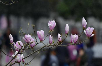 Flowers bloom in central China's Hubei
