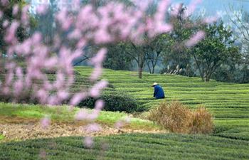 Farmers pick tea leaves in Enshi, central China's Hubei