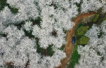 Aerial view of cherry blossoms in SW China's Guizhou