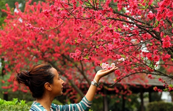 People enjoy cherry blossoms in Kathmandu, Nepal
