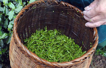Farmers harvest Longjing tea in Hangzhou, east China