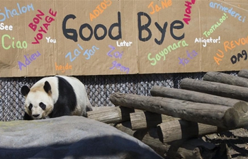 Giant pandas to be moved from Toronto Zoo to Calgary Zoo