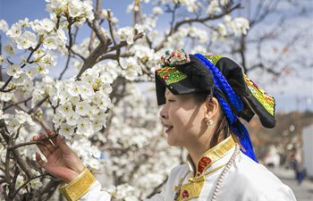 Pear blossoms seen in China's Sichuan