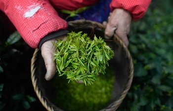 Longjing tea leaves harvested in Hangzhou