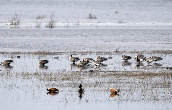 Birds seen at Yeya Lake Wetland Reserve in Beijing