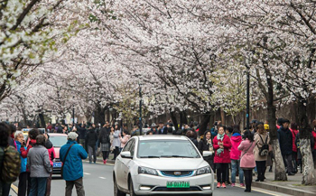 People enjoy view of cherry blossoms in E China's Nanjing