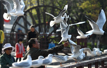 40,000 black-headed gulls spend last winter in Kunming