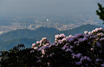 Azaleas enter blossom season in south China's Guangdong