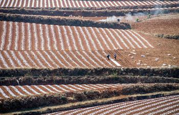 Farmers work in field in Kunming, SW China's Yunnan