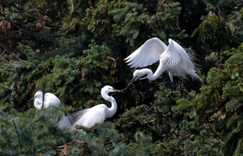 Egrets seen in Xiangshan forest park in east China's Jiangxi