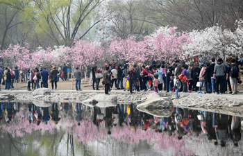 Cherry blossom cultural festival opens at Yuyuantan Park in Beijing