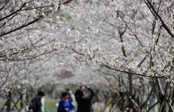 People enjoy cherry blossoms in Taizhou, E China's Zhejiang