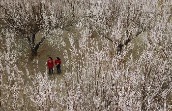 In pics: Apricot flowers in Dunhuang, NW China