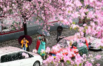 Dance of bauhinia blossoms in south China's Liuzhou