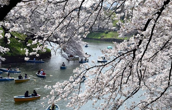 River covered with cherry petals in Tokyo