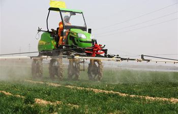 Farmers spray pesticide in field in east China's Shandong