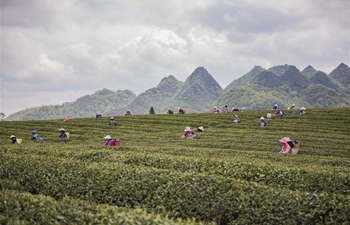 Tea picking in Guizhou, SW China