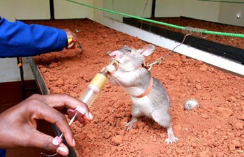 African giant pouched rats receive landmine detection training in Morogoro, Tanzania