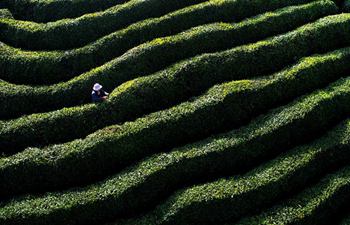 Villagers pick tea leaves in NW China