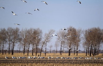 Migrant birds fly back to Momoge National Nature Reserve in China's Jilin