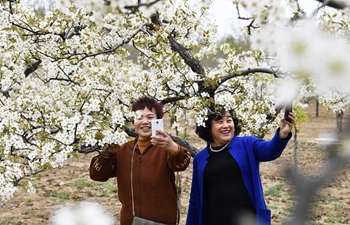 Tourists enjoy pear blossoms in E China's Shandong
