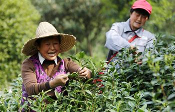 China embraces tea harvest season