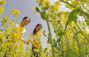 Tourists enjoy themselves amid cole flowers in Shahe, N China