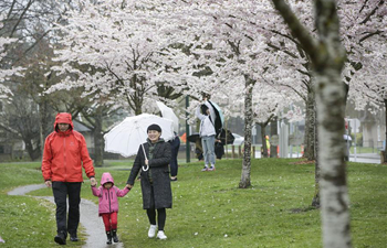 2nd Cherry Blossom Festival attracts visitors in Canada