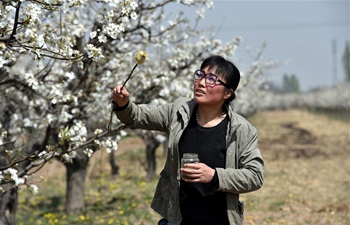 Farmers work at pear orchard in N China's Shanxi