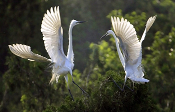 Egrets seen in Qidashan forest park, E China's Jiangsu
