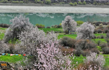 In pics: flowers bloom along Nyang River in China's Tibet