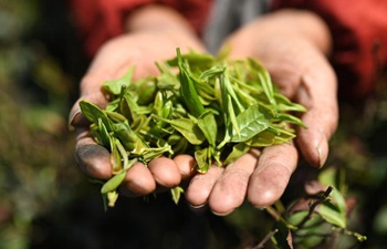 Tea industry helps villagers increase income in E China