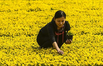 Flower business booming in Langfang City, north China