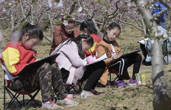 Students do sketches at peach field in N China
