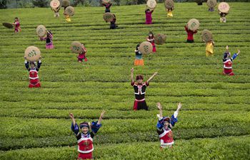 Tea fields in C China's Wufeng enter into spring harvest season