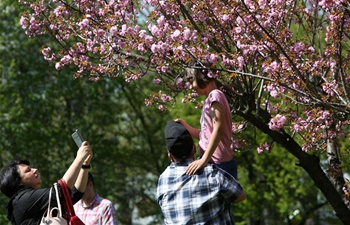 People enjoy cherry blossom at Herastrau Park in Bucharest, Romania