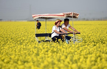 Visitors have fun amid flowering rapeseed field in China's Hebei