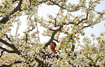 Blossoming pear trees seen in N China's Hebei