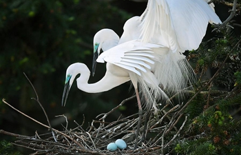 Egrets settle down at Xiangshan Forest Park to spend breeding season in E China