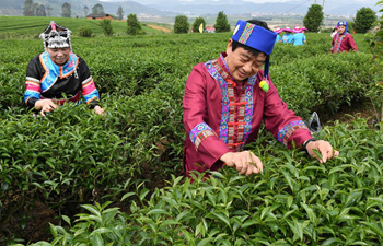 Tourists experience tea-picking in SE China's Fujian