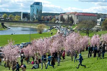 People enjoy cherry blossoms in Vilnius, Lithuania