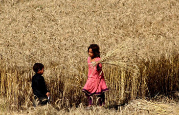 Farmers harvest wheat in Peshwar, NW Pakistan
