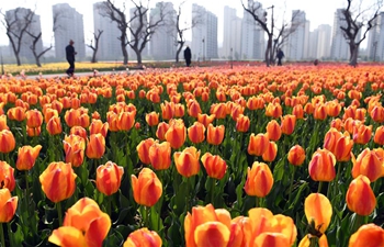 Visitors enjoy tulips in northwest China's Gansu
